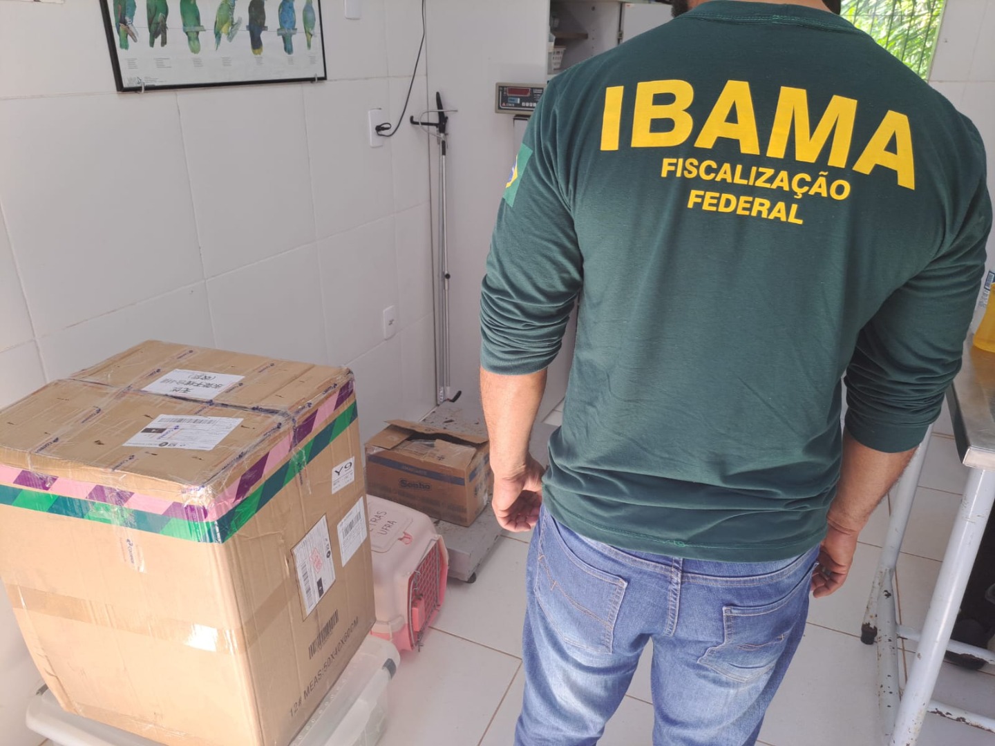 2025-07-03 Ibama e Correios encontram animais silvestres em caixas e em plásticos.jpg