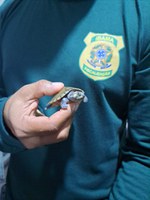 Ibama intercepta animais silvestres vivos enviados ilegalmente pelos Correios em Belém (PA)