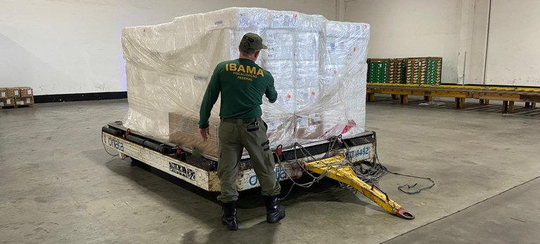 bama intercepta exportação irregular de 10 toneladas de pescado