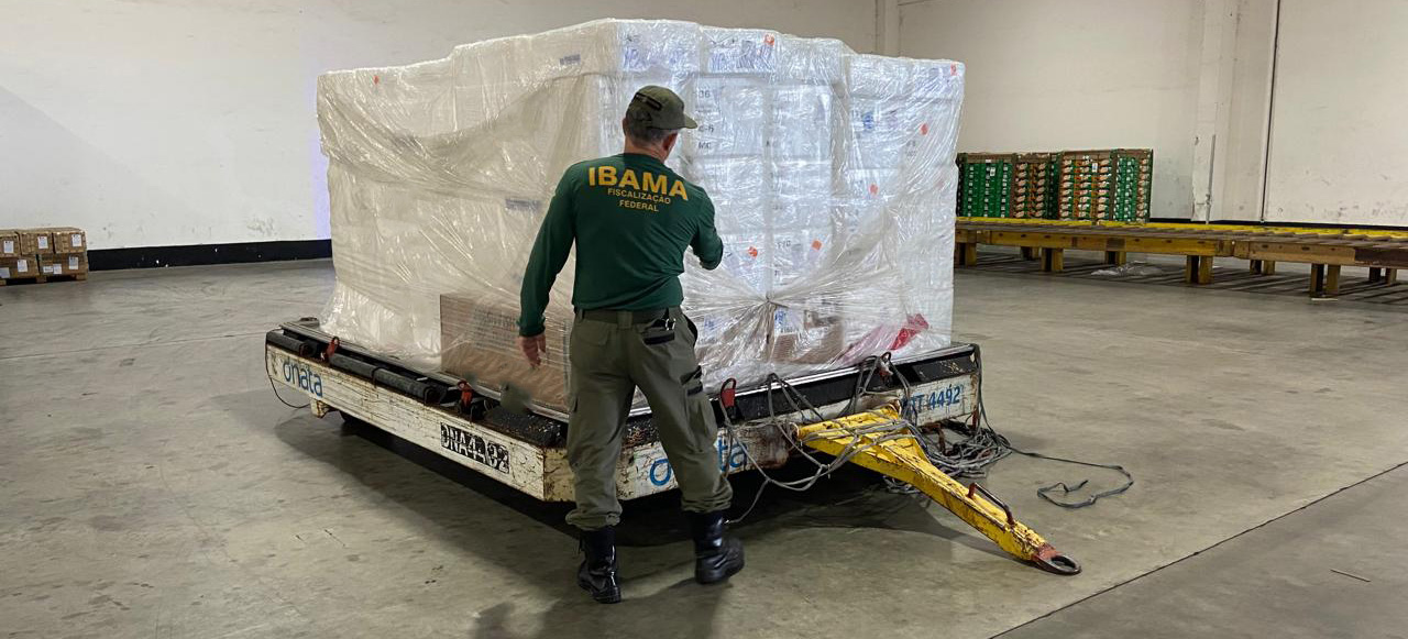 bama intercepta exportação irregular de 10 toneladas de pescado