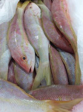 2025-02-04_Fiscalizacao_pescado_Ceara-2