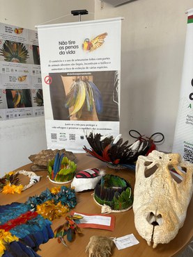 Ibama lança a campanha Não tire as penas da vida em Manaus para combater o uso ilegal de penas de aves silvestres.jpeg