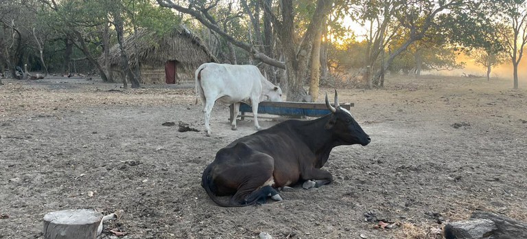 2025-09-01 Famílias invadem Ilha do Bananal (TO) para criar gado em área protegida.jpg