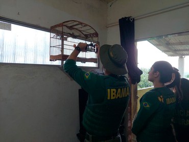 2025-06-11 Agentes do Ibama registram gaiolas utilizadas para o tráfico de animais silvestres em residência investigada em São Lourenço da Mata (PE).jpg