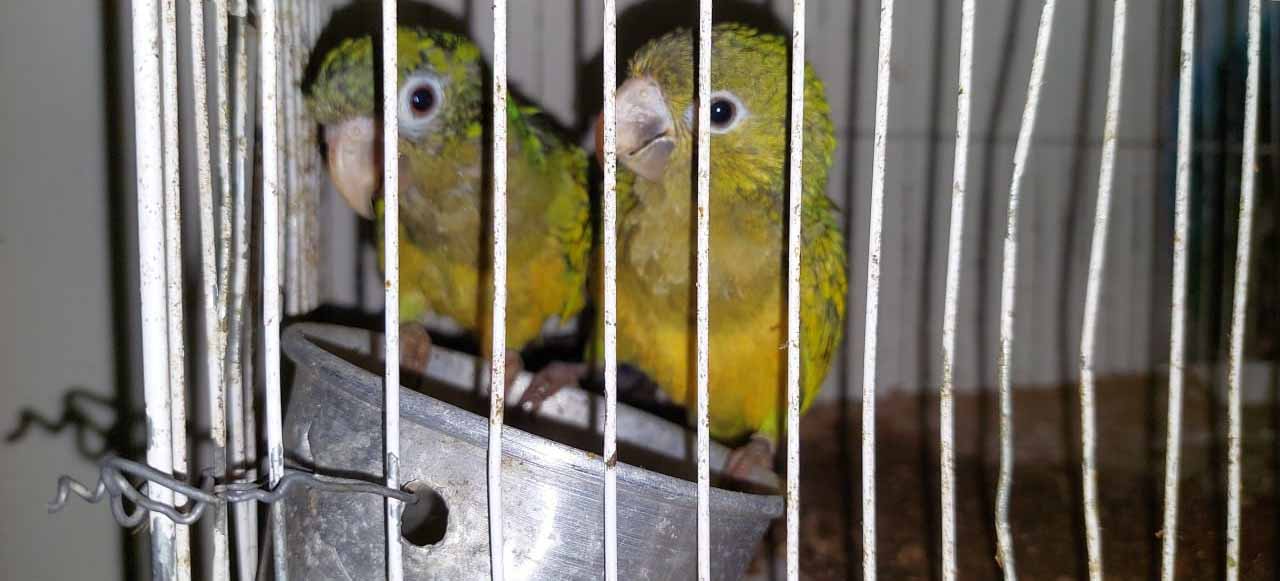 2025-06-11 Periquitos-da-caatinga mantidos em cativeiro em condições precárias foram apreendidos durante operação conjunta do Ibama e da Polícia Federal.jpeg