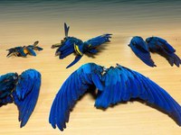 Ibama, PRF e PF atuam em conjunto contra o abate ilegal de araras-canindé no Amazonas