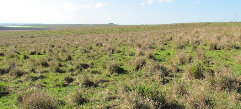 2025-11-24 Campos em Rosário do Sul (RS).jpg