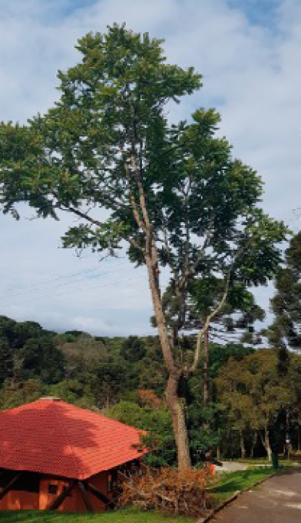 2025-08-19 Exemplar de Cedrela fissilis.png