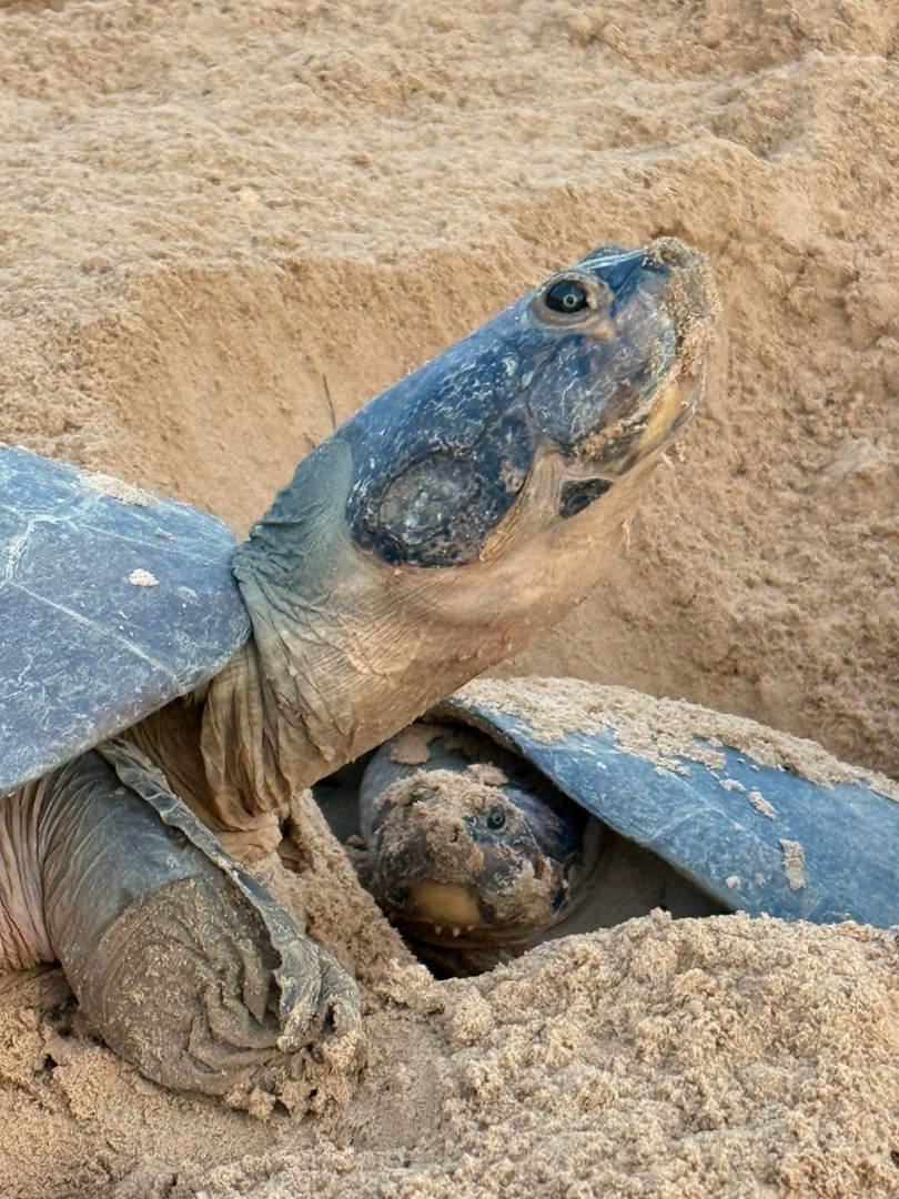 2025-11-21 Equipe instala dispositivos de monitoramento de temperatura nos ninhos para acompanhamento científico.jpg