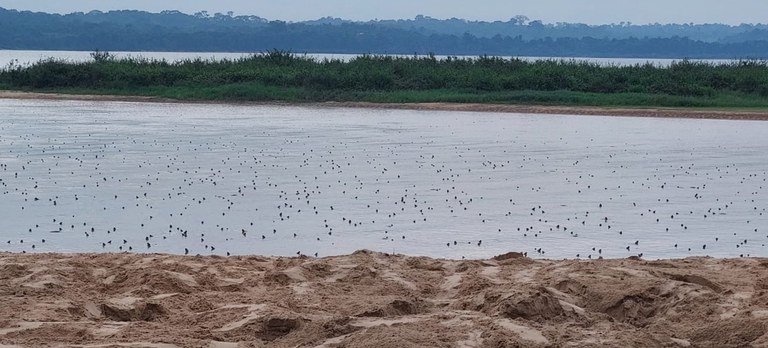 2025-11-21 Implantação de transmissores GPS e VHF permitirá acompanhar o deslocamento das tartarugas ao longo do ciclo migratório.jpg