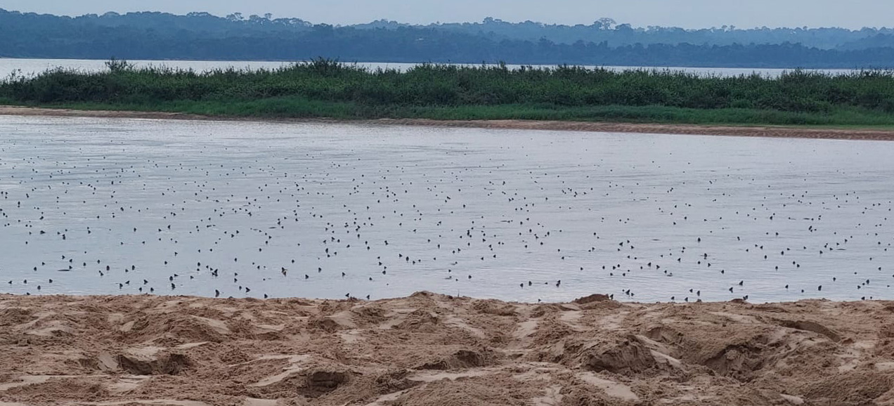 2025-11-21 Implantação de transmissores GPS e VHF permitirá acompanhar o deslocamento das tartarugas ao longo do ciclo migratório.jpg