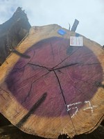 Ibama realiza nova fase da Operação Metaverso em Rondônia