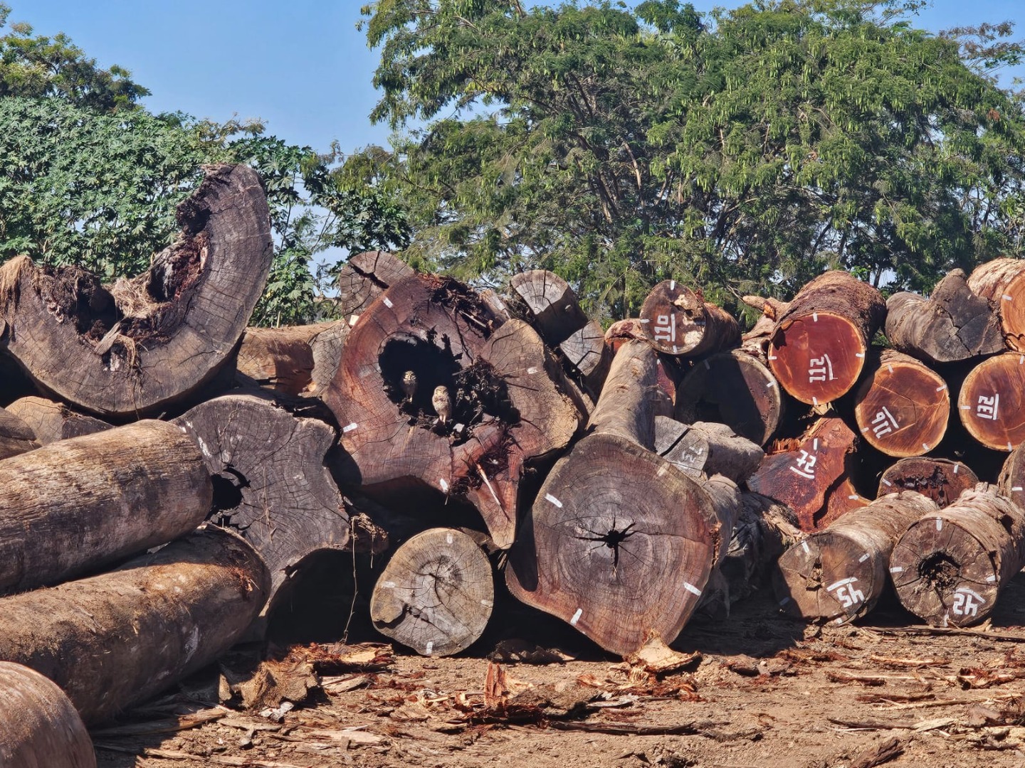2025-07-15 No total, 23 empresas de madeira foram autuadas por uso irregular de créditos virtuais de madeira.jpg