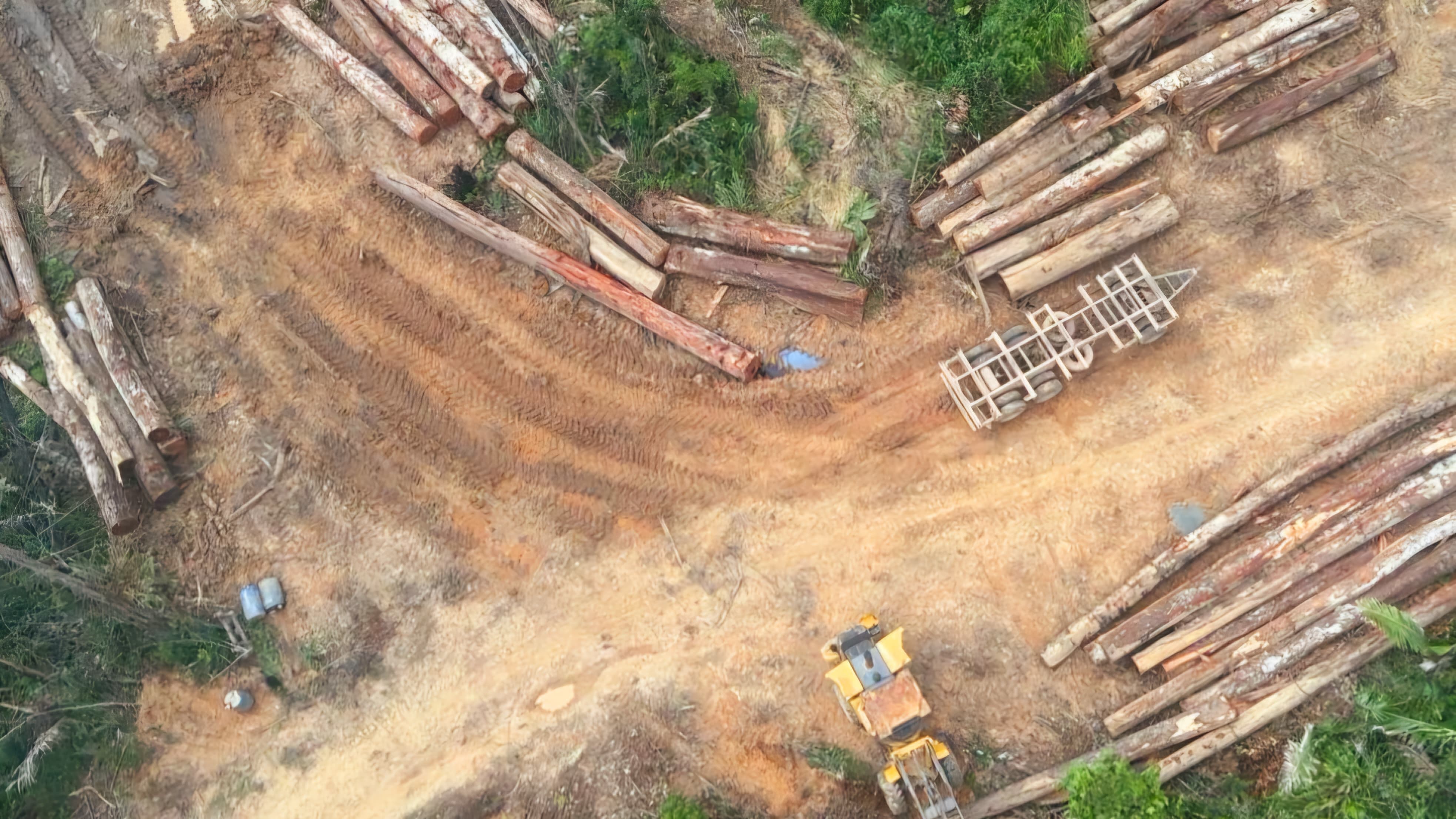 Toras de madeiras extraídas ilegalmente em Manicoré (AM)