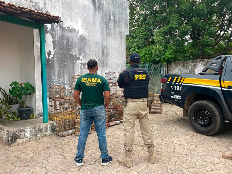 2025-10-23 Ibama recebe 68 aves silvestres apreendidas no MA.jpg