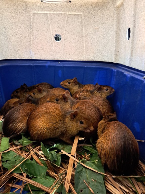 Cutias encontradas em churrascaria foram apreendidas pelo Ibama/PI
