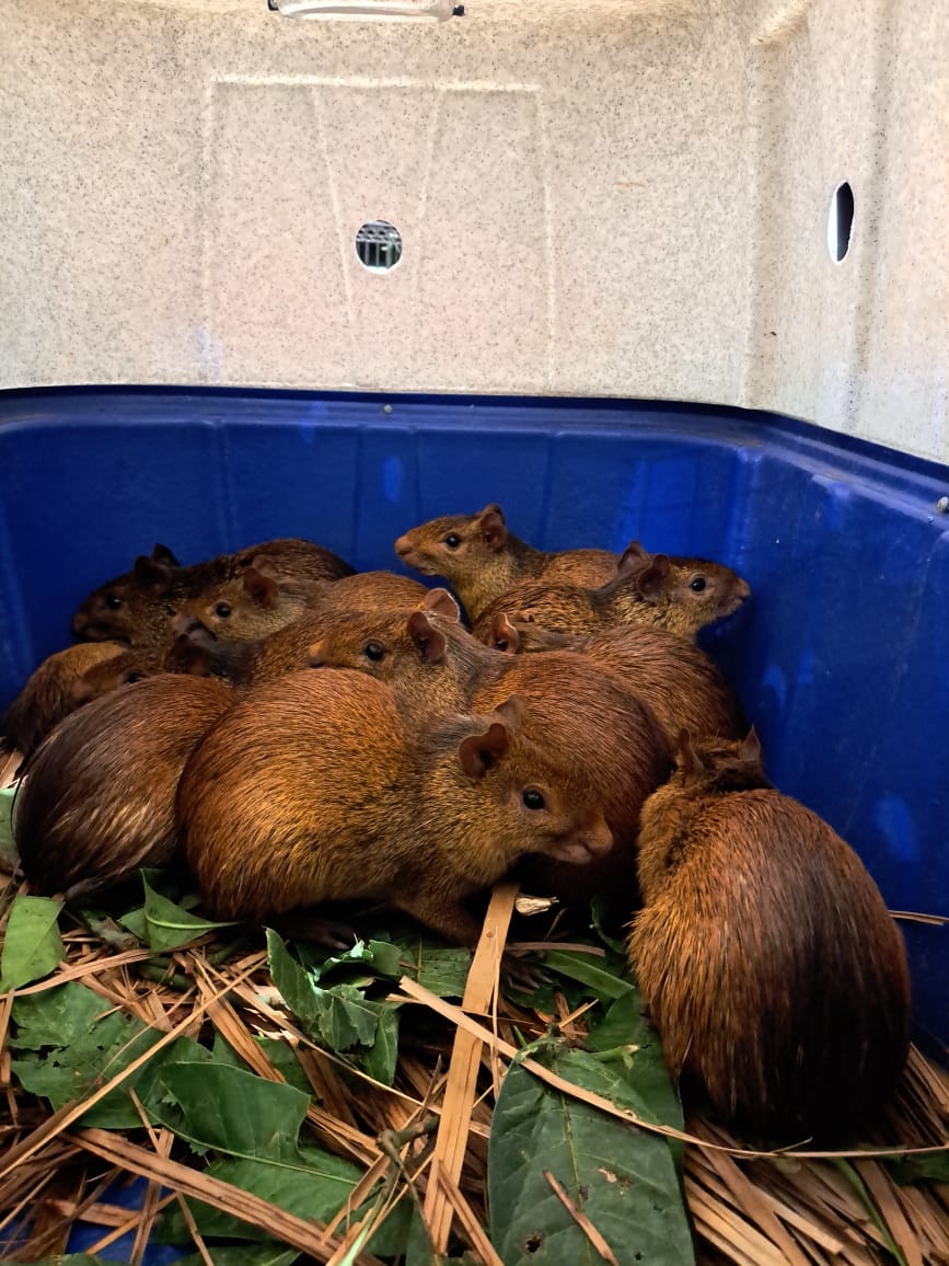 Cutias encontradas em churrascaria foram apreendidas pelo Ibama/PI