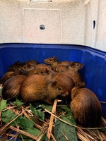 Ibama resgata 41 animais silvestres em churrascaria no Piauí