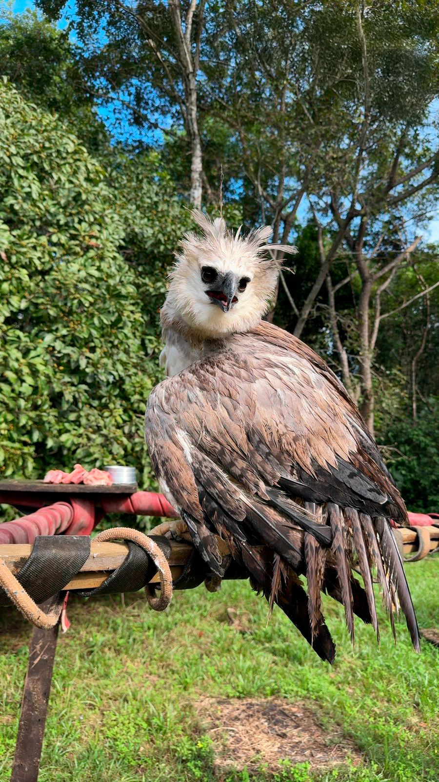 2025-05-20 Harpia no Cetas em processo de reabilitação por meio de voos curtos.jpg