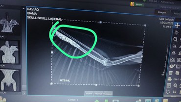 2025-05-20 Raio X da asa esquerda da ave mostra fragmentos de chumbo na parte circulada.jpg