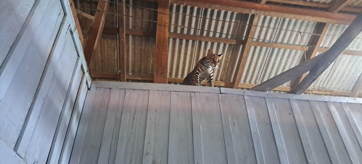 Jaguatirica era  mantida em cativeiro ilegal em fazenda de Uruará (PA)