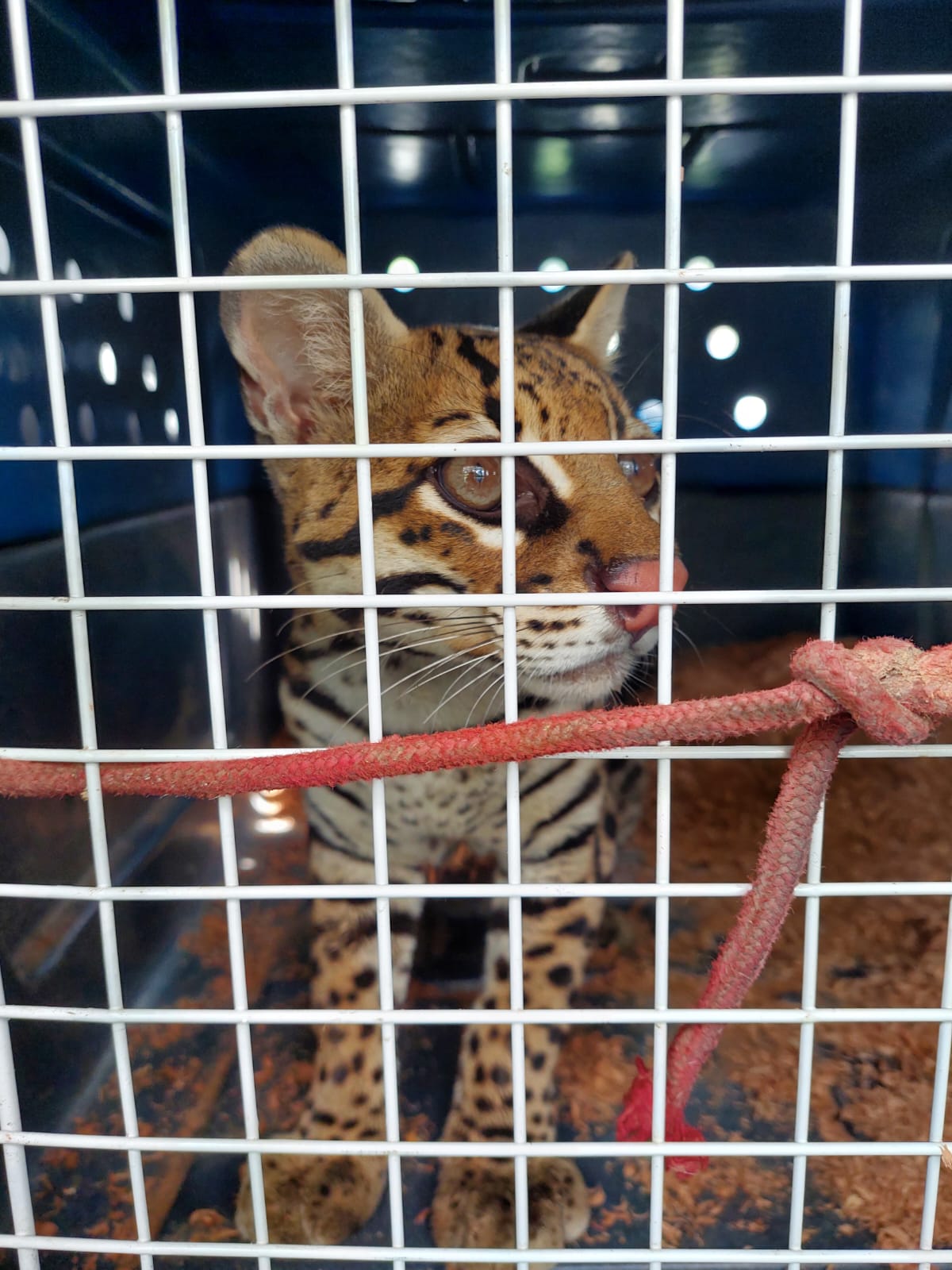 Jaguatirica era mantida em cativeiro ilegal