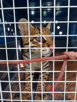 Ibama resgata jaguatirica mantida ilegalmente em fazenda no Pará