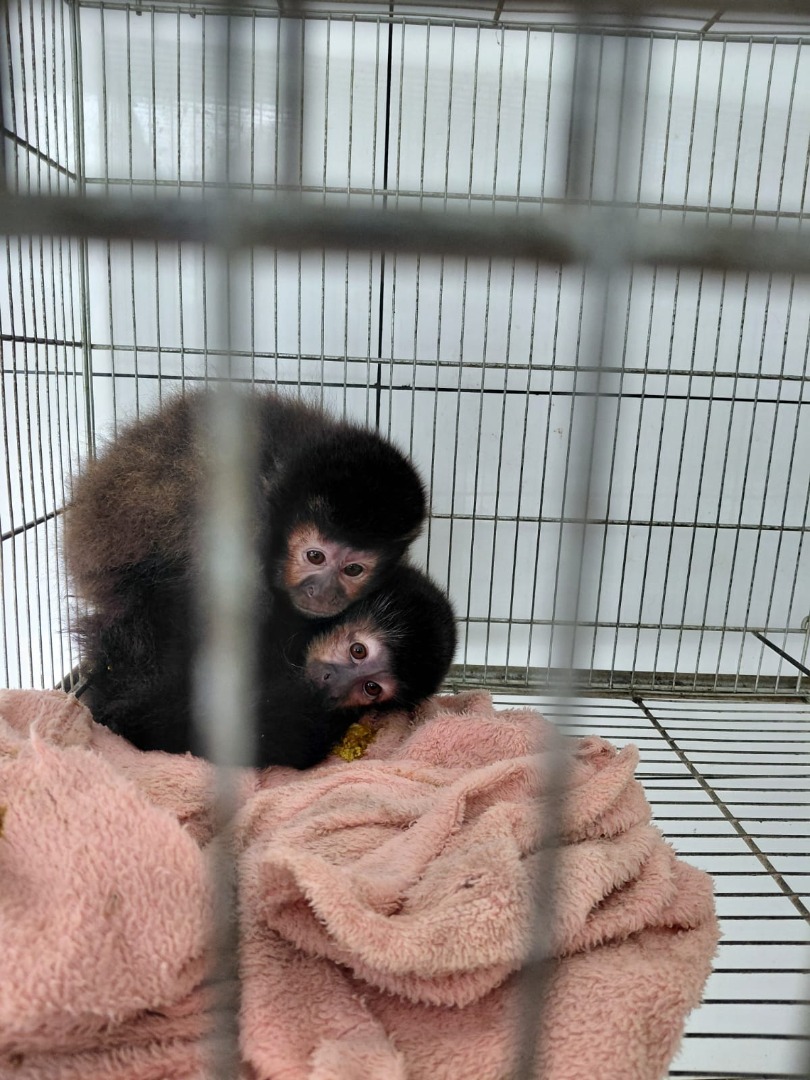 2025-09-26 Macacos-prego retirados de criadouro embargado em Xanxerê (SC).jpg