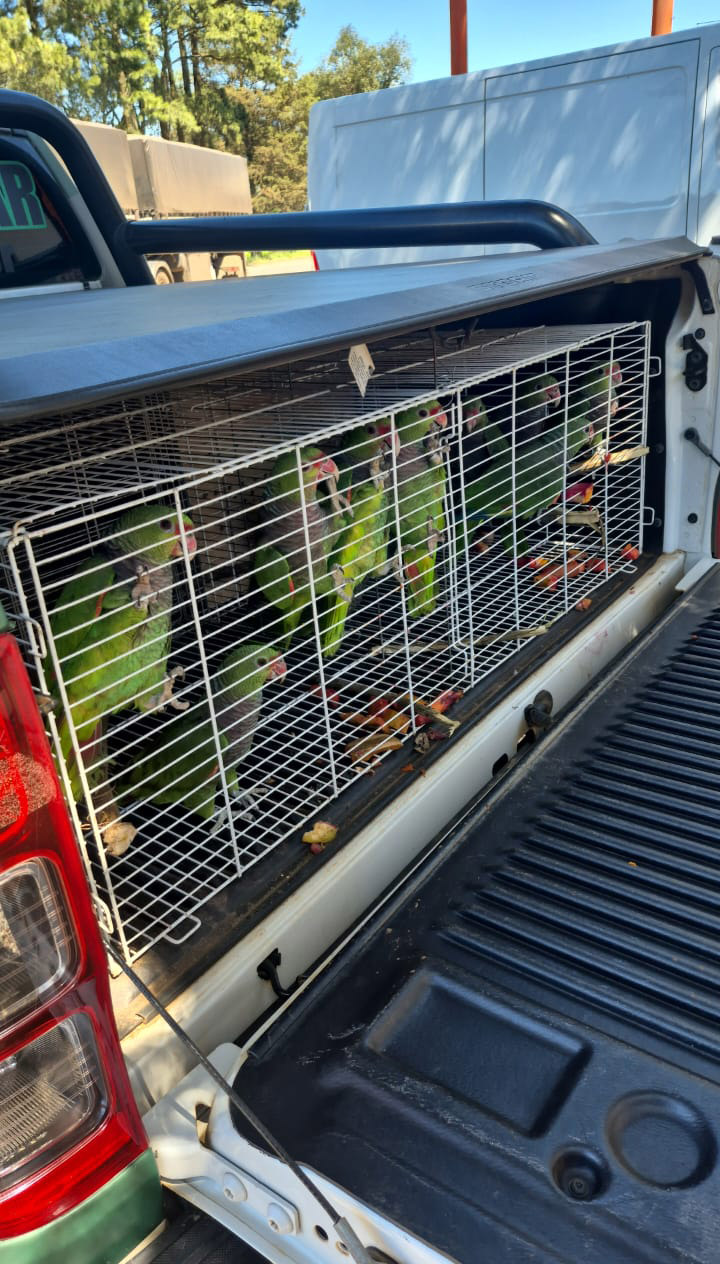 2025-09-26 Papagaios-de-peito-roxo resgatados, em viatura do Ibama.jpg