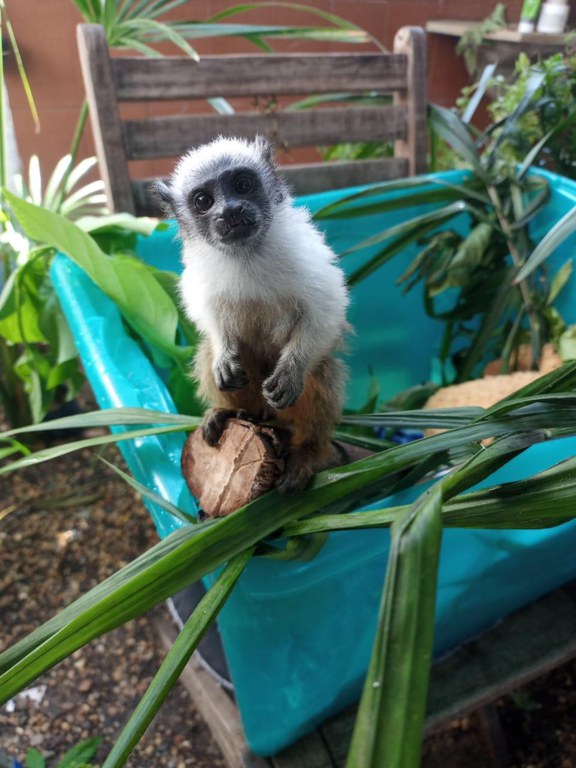 2025-07-04 Sauim-de-coleira é reconhecida como mascote da cidade de Manaus.jpeg
