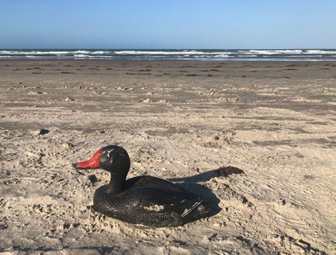 2025-10-16 Boneco usado para simular fauna a ser resgatada.jpeg