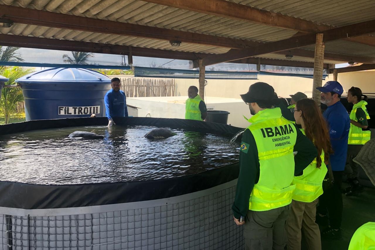 2025-10-20 Equipe do Ibama vistoriando tanque de tartarugas no ITD, no Piauí.jpeg