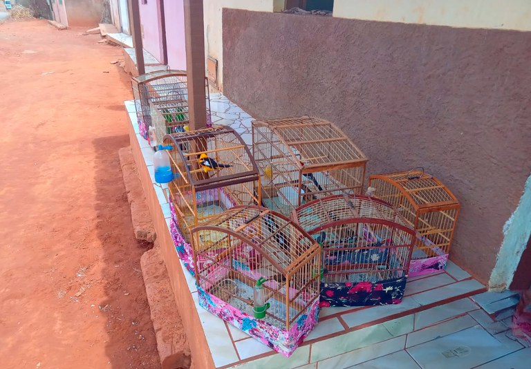 2025-11-07 Aves apreendidas durante fiscalização do Ibama no sertão baiano.jpg