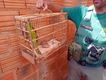 2025-11-07 Os periquitos estavam em gaiolas pequenas.jpg