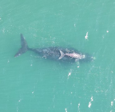 2025-06-26 Baleia franca avistada com filhote nesta terça-feira (24).jpeg