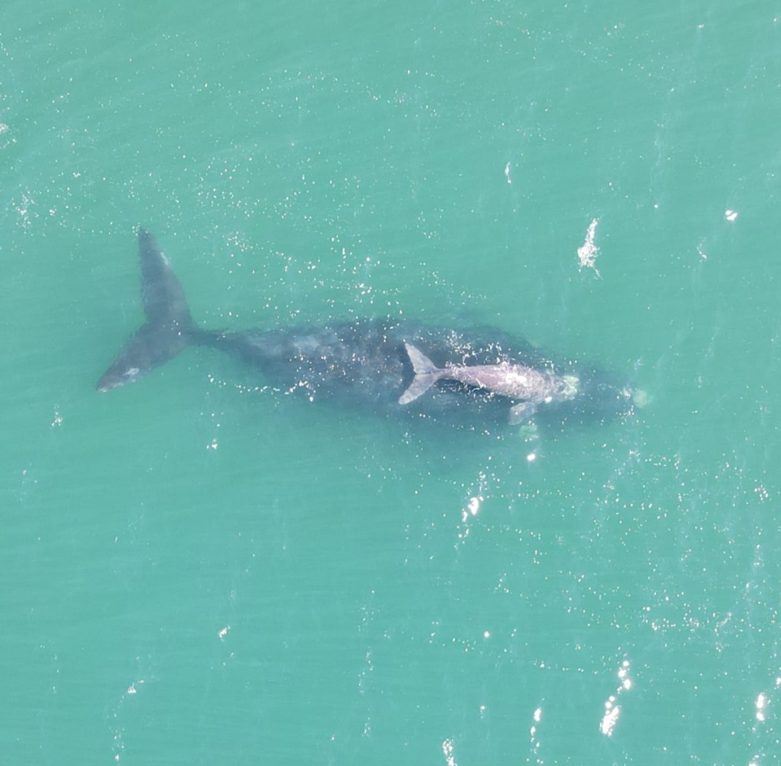 2025-06-26 Baleia franca avistada com filhote nesta terça-feira (24).jpeg