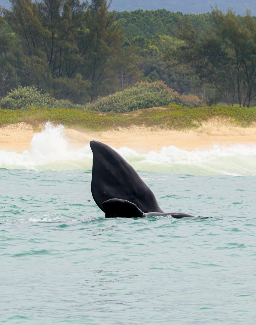 2025-06-26 Baleia franca avistada em costa brasileira.jpg