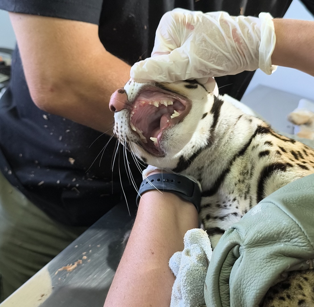Animal perdeu dois caninos, possivelmente por deficiência nutricional.jpg