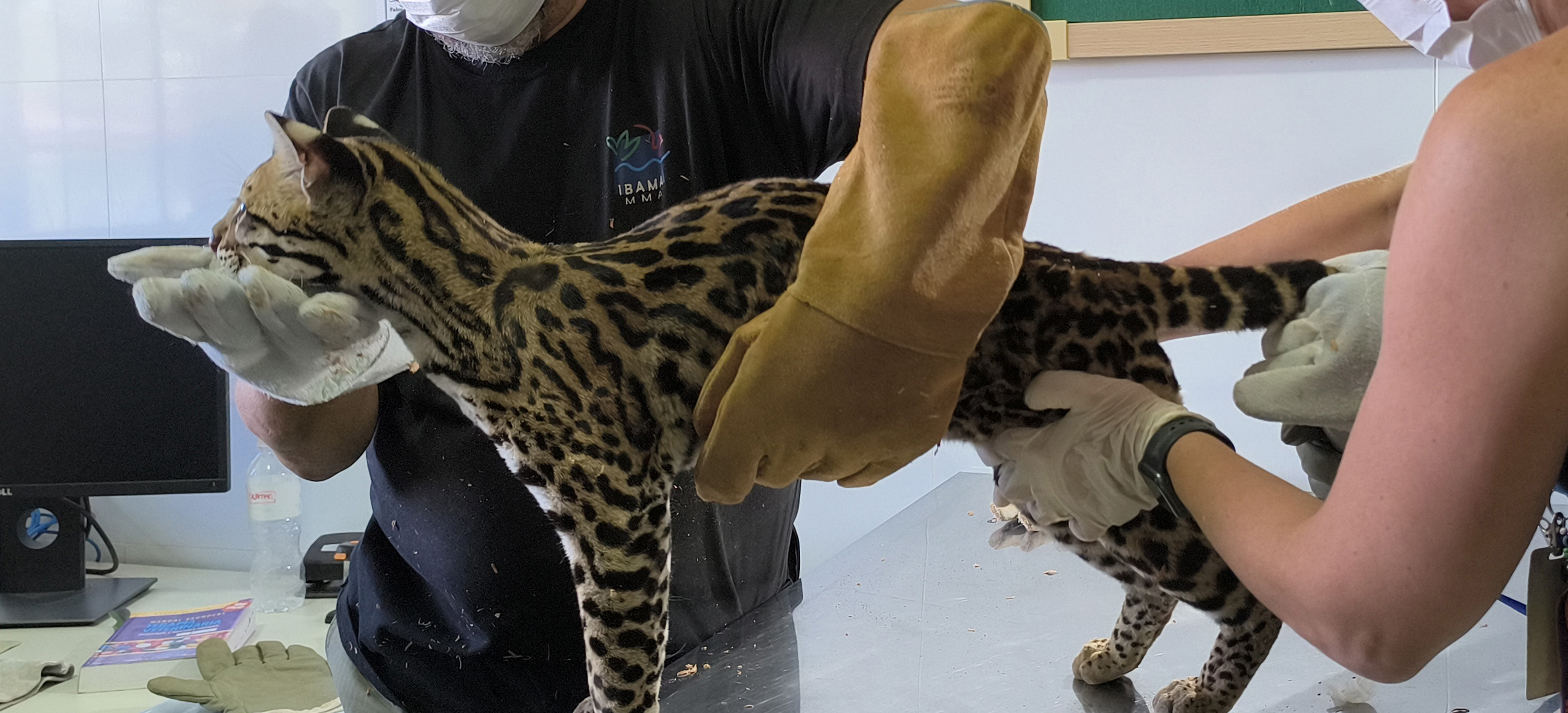 Jaguatirica é avaliada pela equipe especializada do Cetas