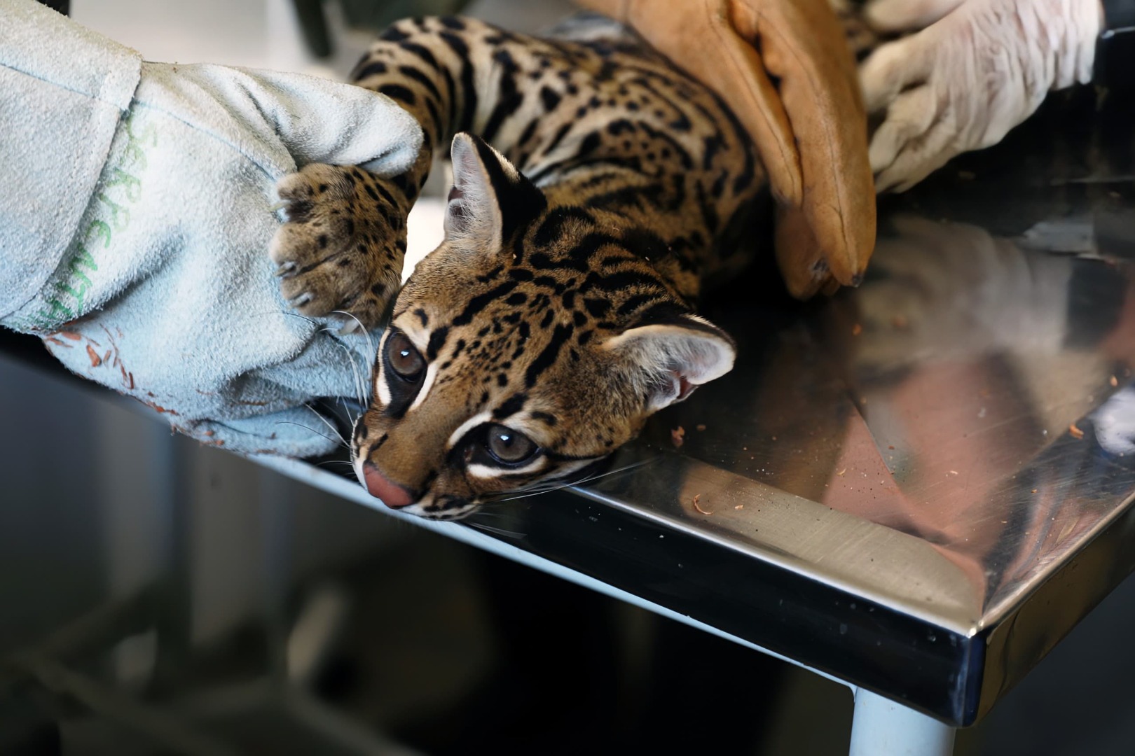 Jaguatirica vítima de maus-tratos é atendida por equipe do Ibama após ser apreendida no Pará.jpeg