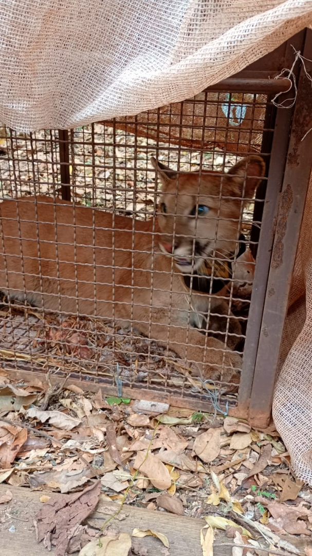 2025-09-02 Onça-parda recebe colar para monitoramento ambiental em MG.png