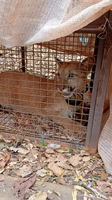 Jovem onça-parda é capturada para monitoramento ambiental na Grande BH