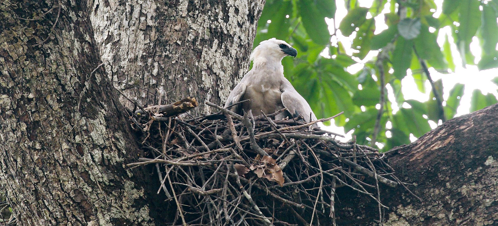 A espécie - que é a maior águia das Américas – está classificada como vulnerável à extinção