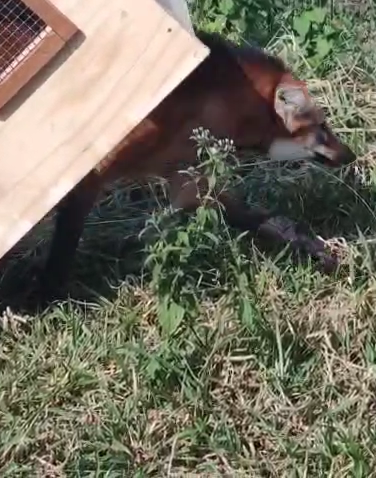 2025-06-11 Fêmea de lobo-guará em transporte até o local de soltura.png