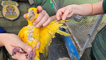 2025-08-14 Ave com asas cortadas e sem penas em criatório em Nova Iguaçu (RJ).jpeg
