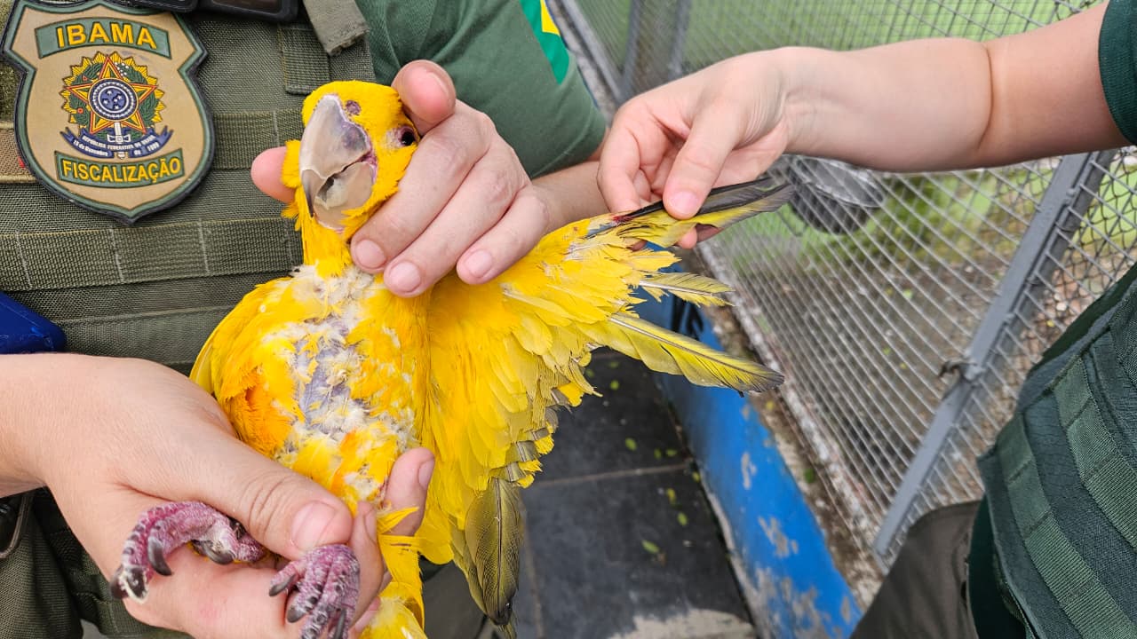 2025-08-14 Ave com asas cortadas e sem penas em criatório em Nova Iguaçu (RJ).jpeg