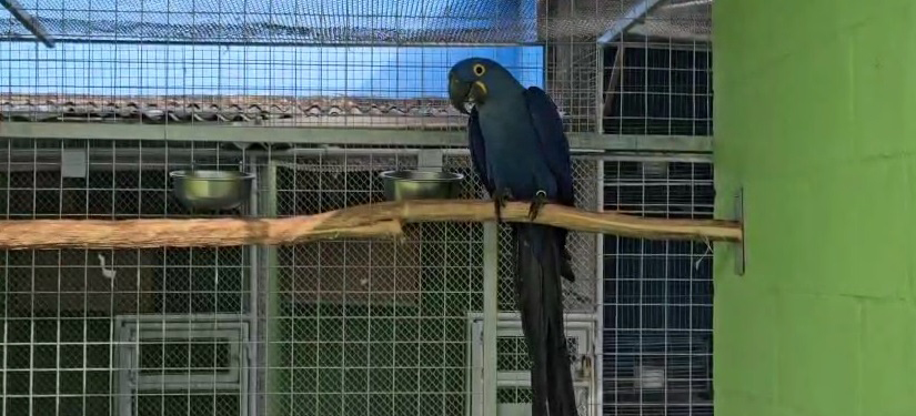 2025-08-15 Arara-azul, animal em risco de extinção.jpg