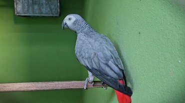 2025-08-15 No criadouro, havia aves exóticas sem comprovação de origem legal.jpg