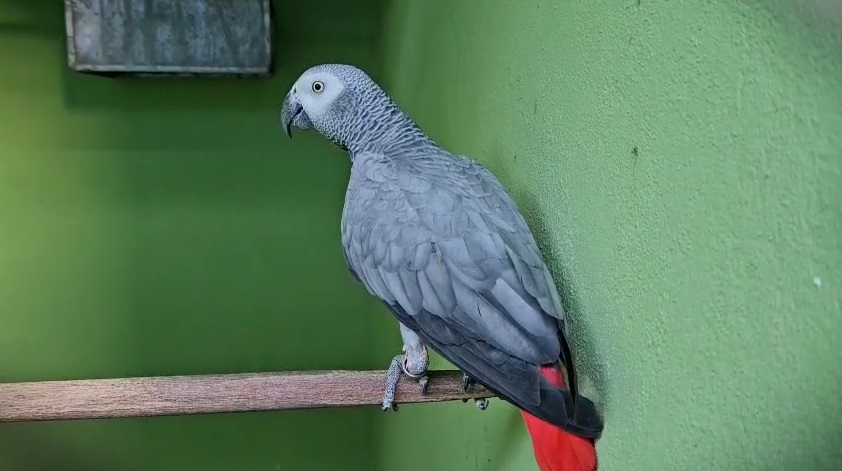 2025-08-15 No criadouro, havia aves exóticas sem comprovação de origem legal.jpg
