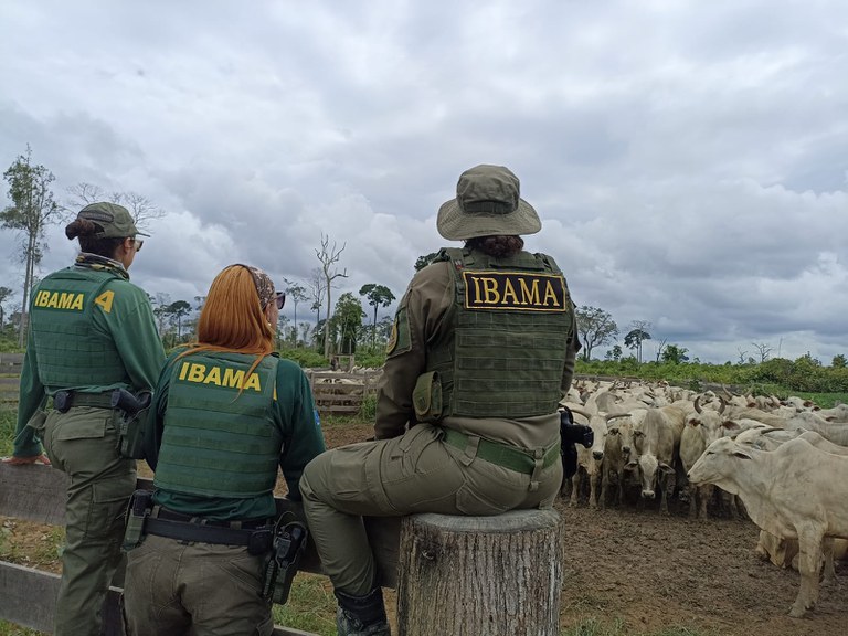 Agentes do Ibama apreendem cabeças de gado no PA